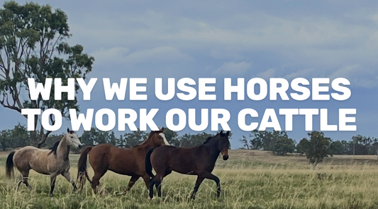 Quiet Hooves, Calm Herds: Why We Use Horses to Work Our Cattle.