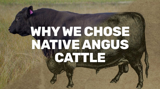 Why We Chose Native Angus Cattle
