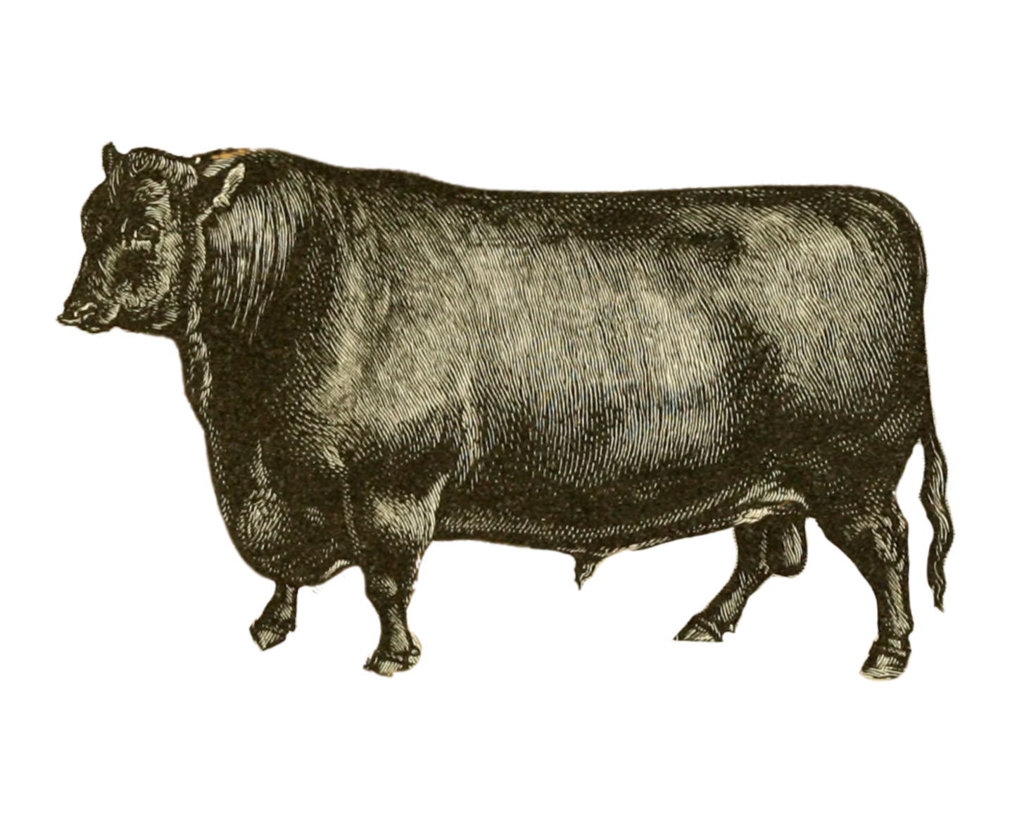 Half a Cow - 80kg