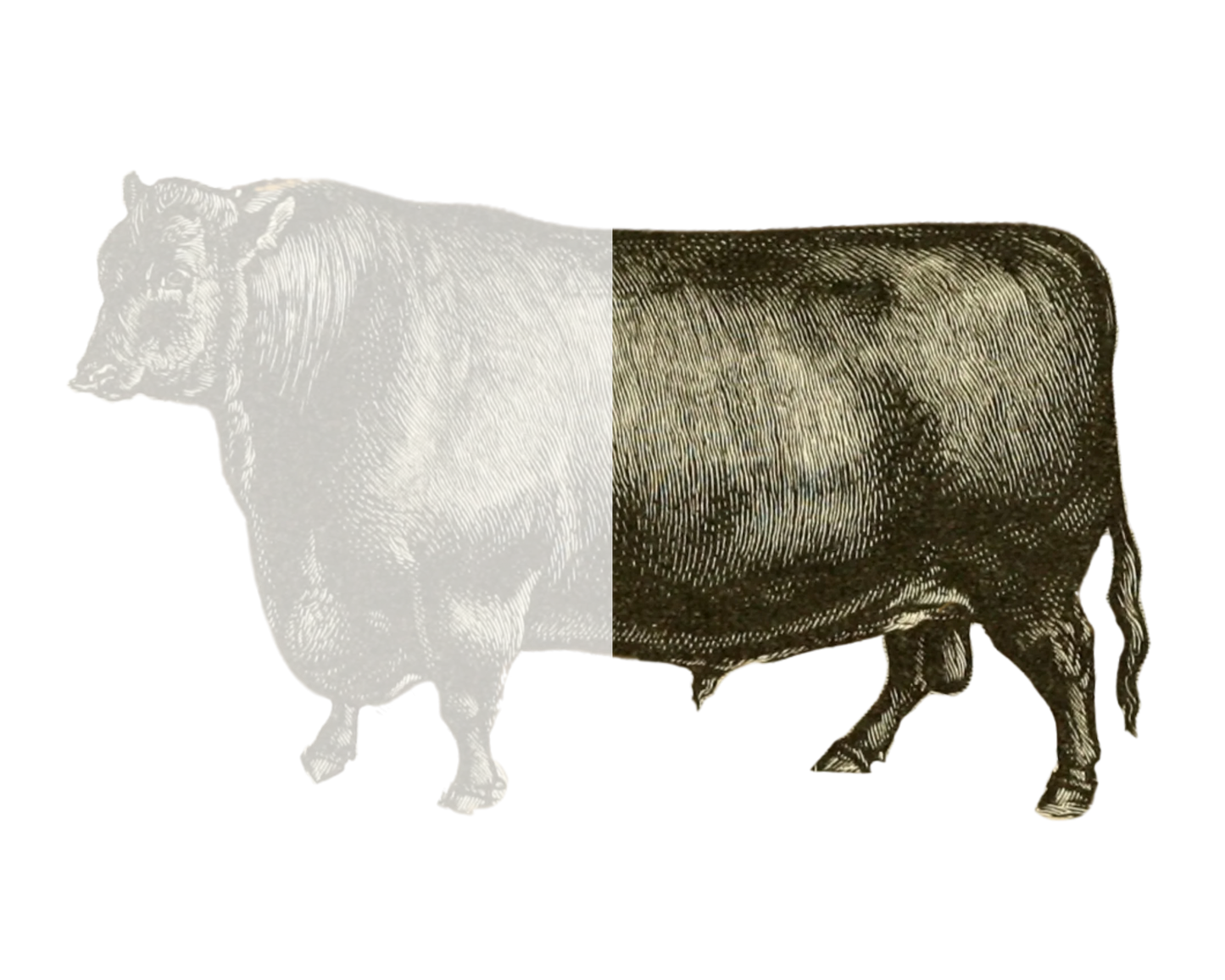 Half a Cow - 80kg