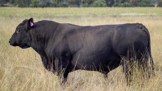 What Are The Top 5 Nutritional Benefits of Grass-Fed Beef?