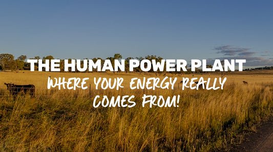 The Human Power Plant: where your energy really comes from