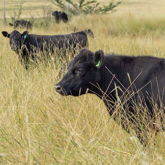Native Angus bulk-beef – Native Angus Beef Shop