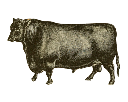 Half a Cow - 80kg