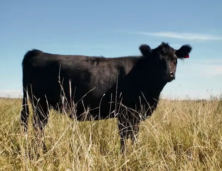 Native Angus Our Standards – Native Angus Beef Shop