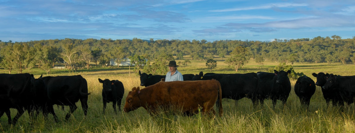 Native Angus Our Story – Native Angus Beef Shop