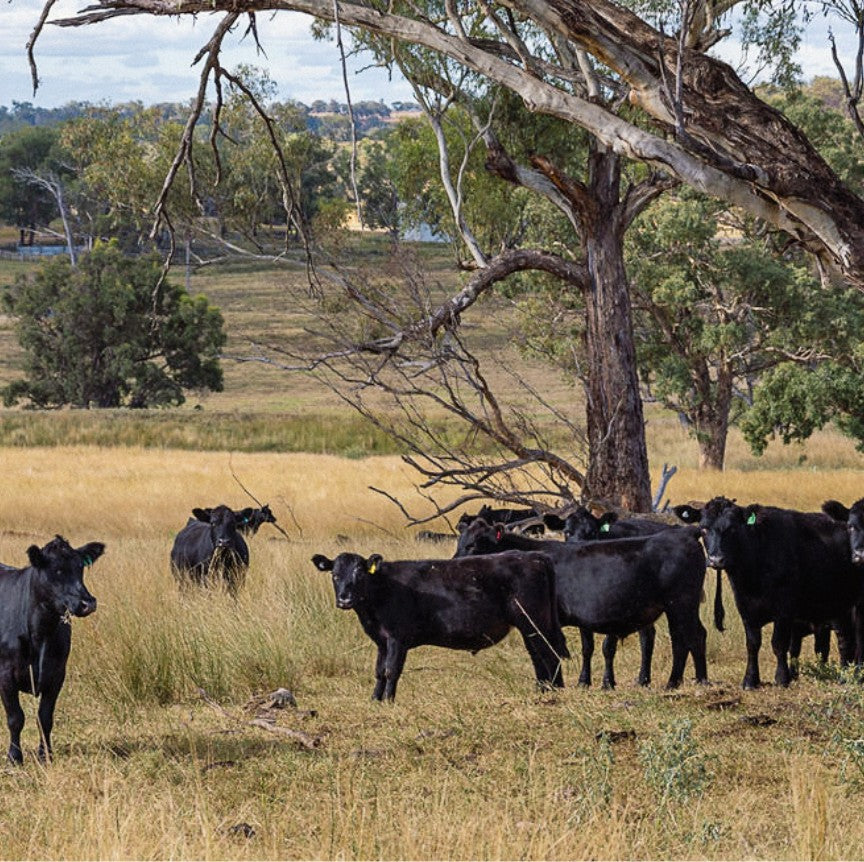 Native Angus Health & Nutrition – Native Angus Beef Shop